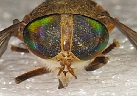 Réf. 244 487 : Tabanus sp.